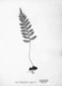 Polypodium vulgare image